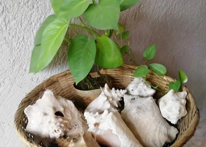 Matisse Tulum